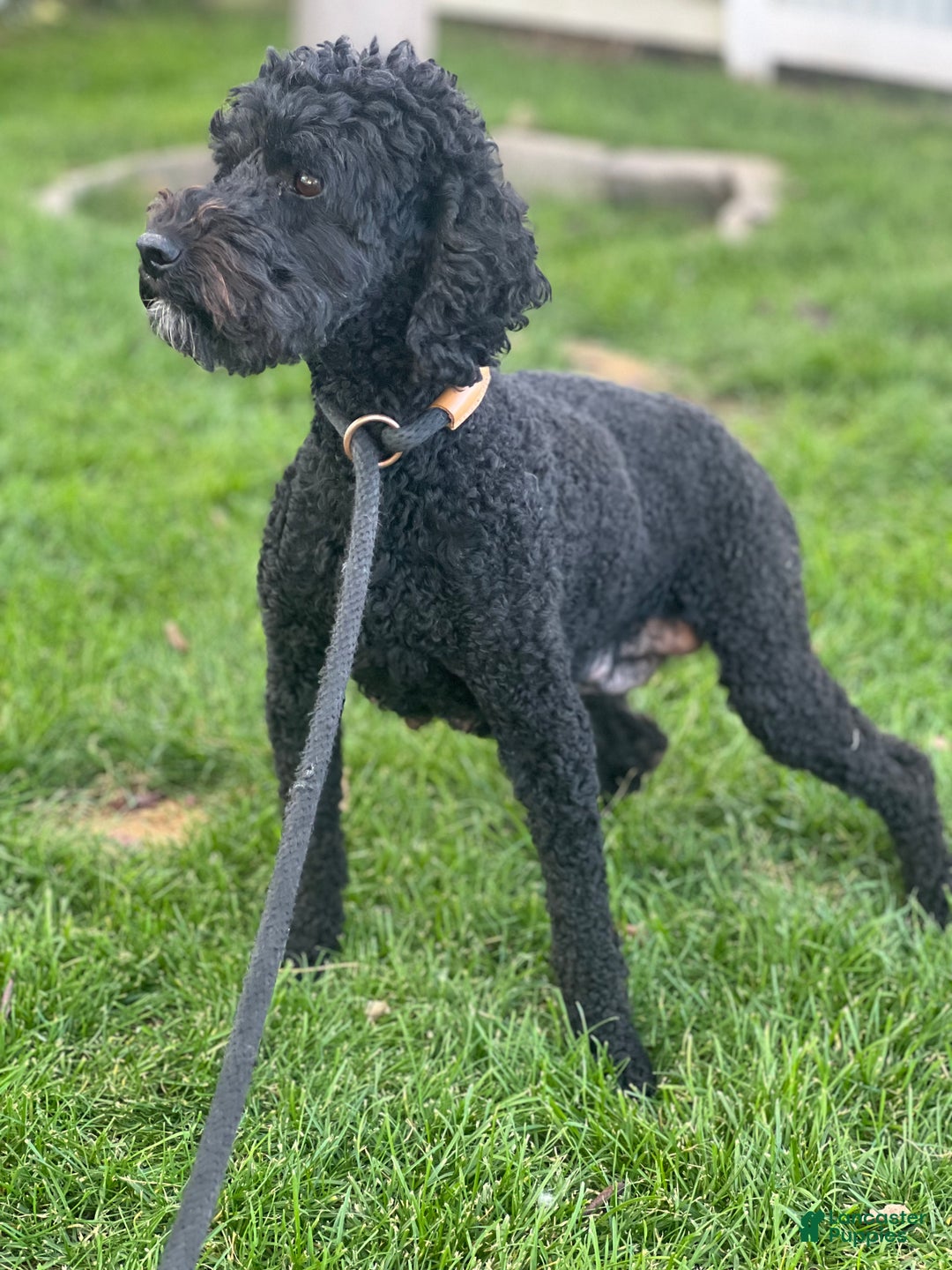 Bernedoodle dogs for sale: Bernedoodle Puppy 2 - Ad 2