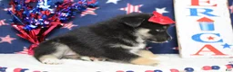 Mixed Breed dogs for sale: Magnolia  - Ad 4