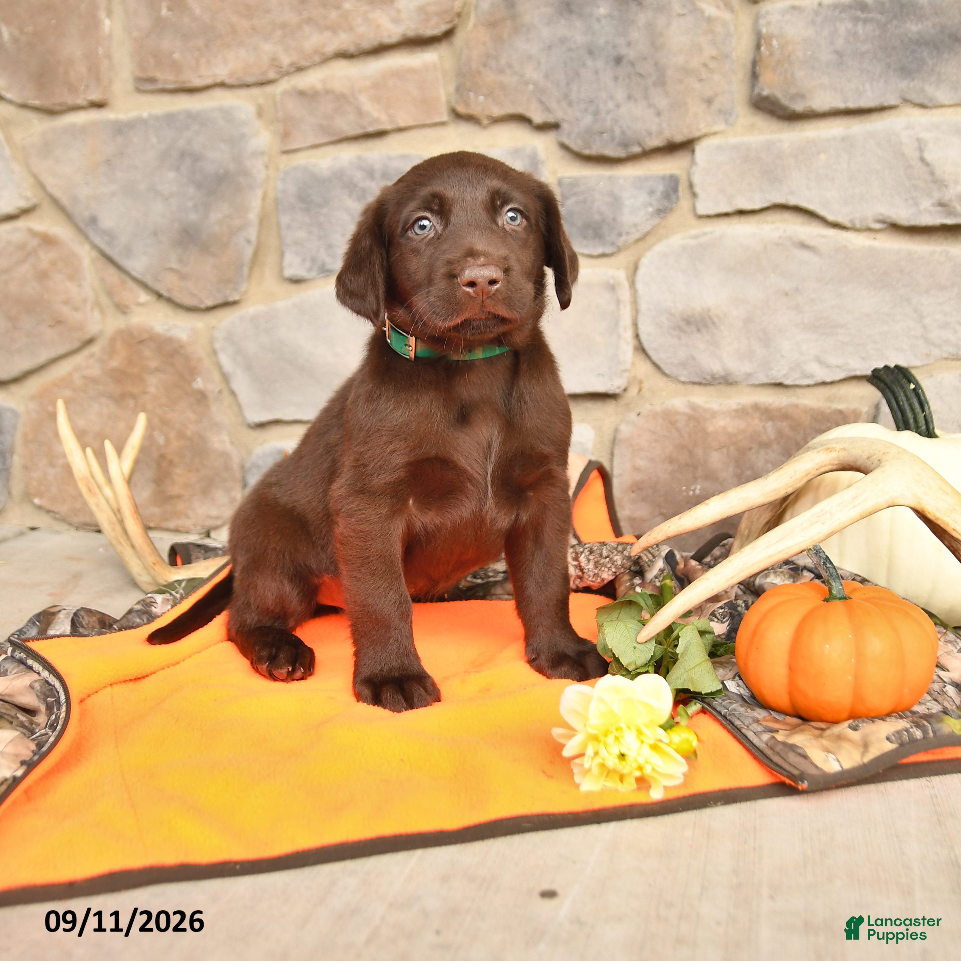 Labrador Retriever dogs Promise - Ad 1