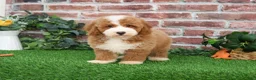 Mini Goldendoodle dogs for sale: Rigatoni - Ad 1