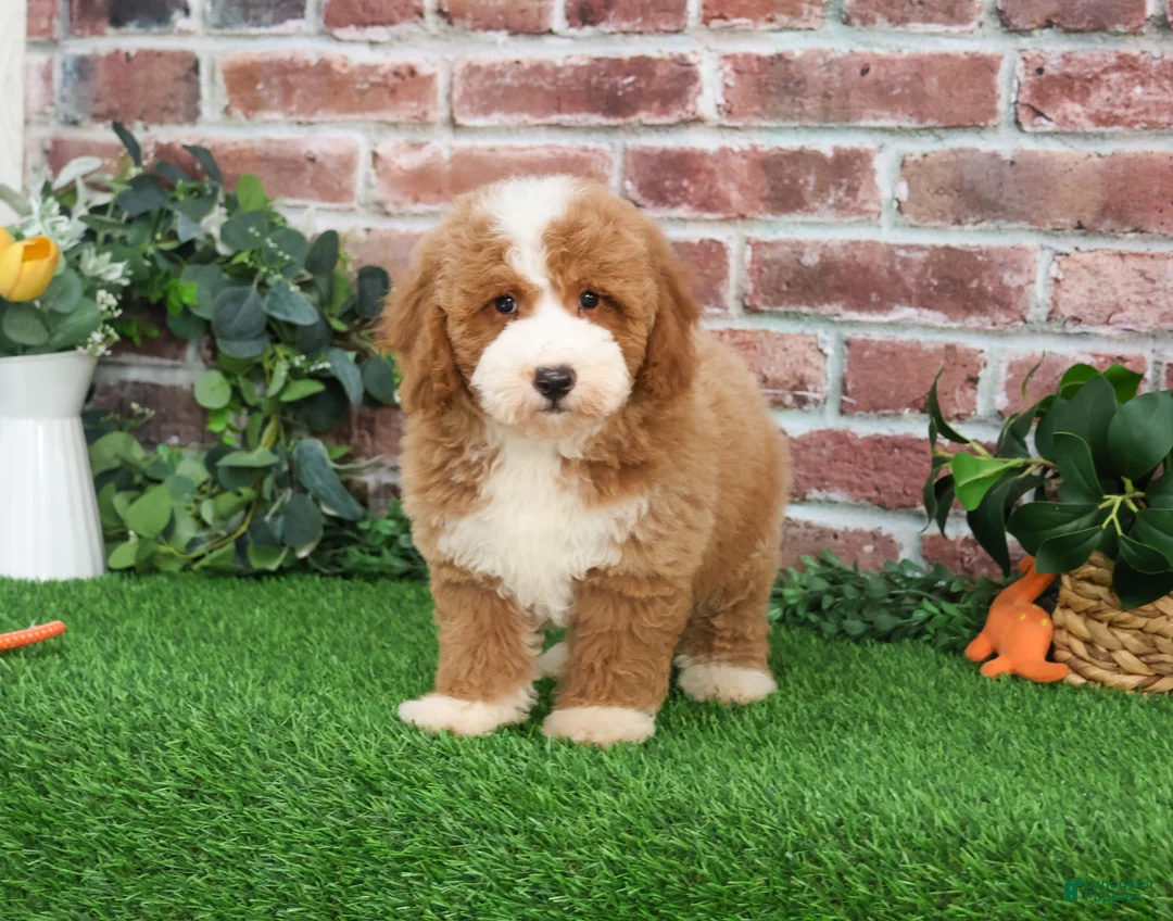 Mini Goldendoodle dogs for sale: Rigatoni - Ad 1