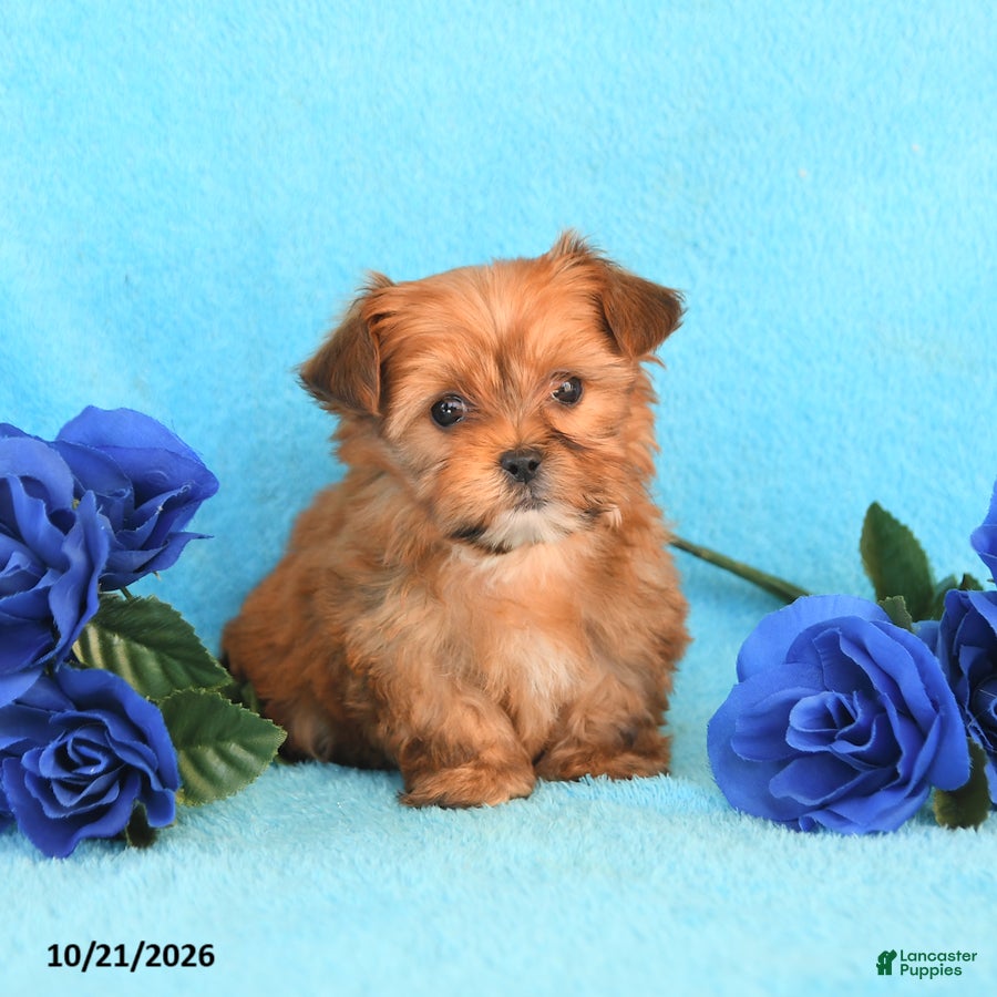 Yorkiepoo dogs for sale: Hannah - Ad 1