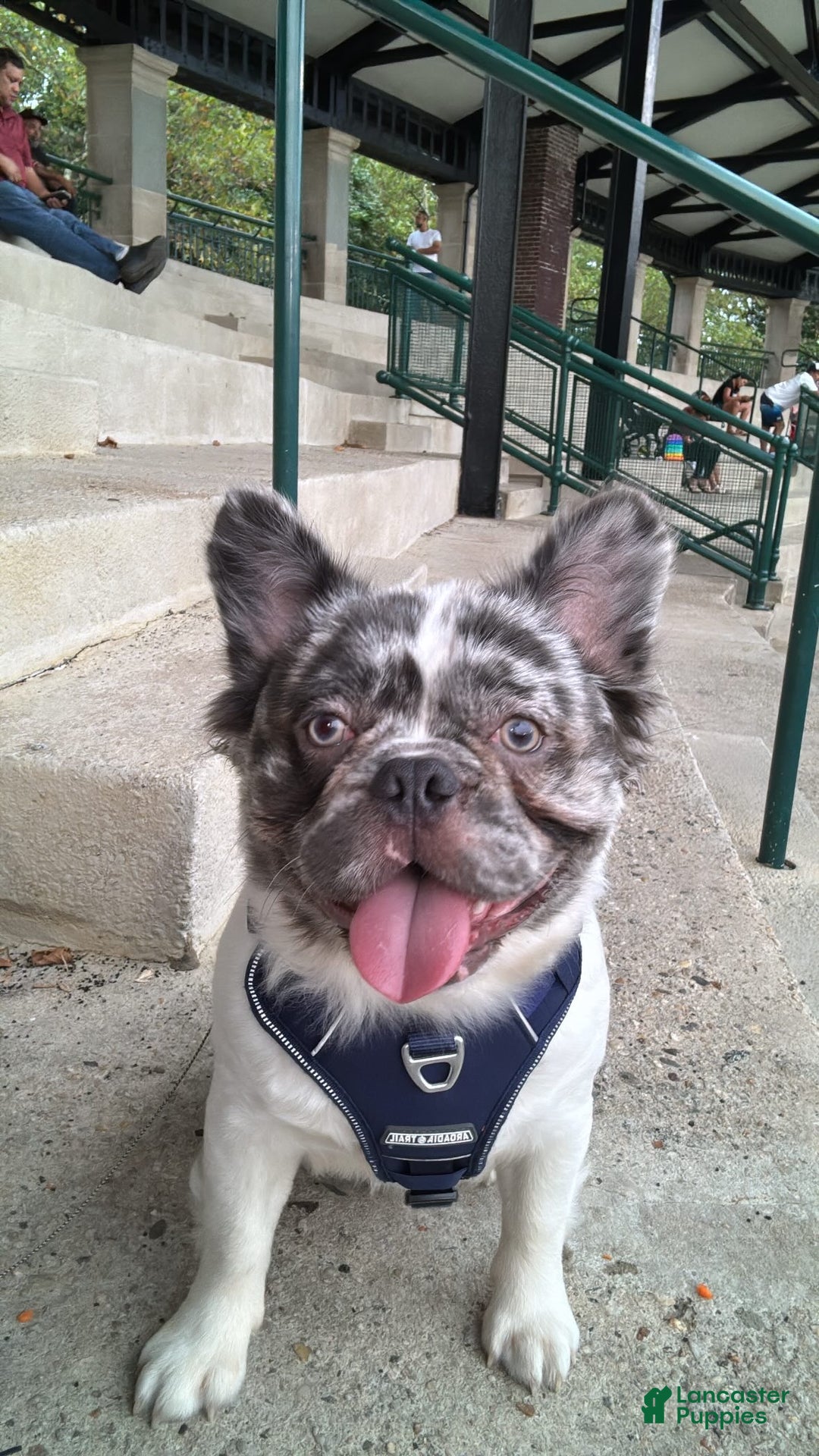 French Bulldog dogs for stud: Leo Andujar - Ad 6