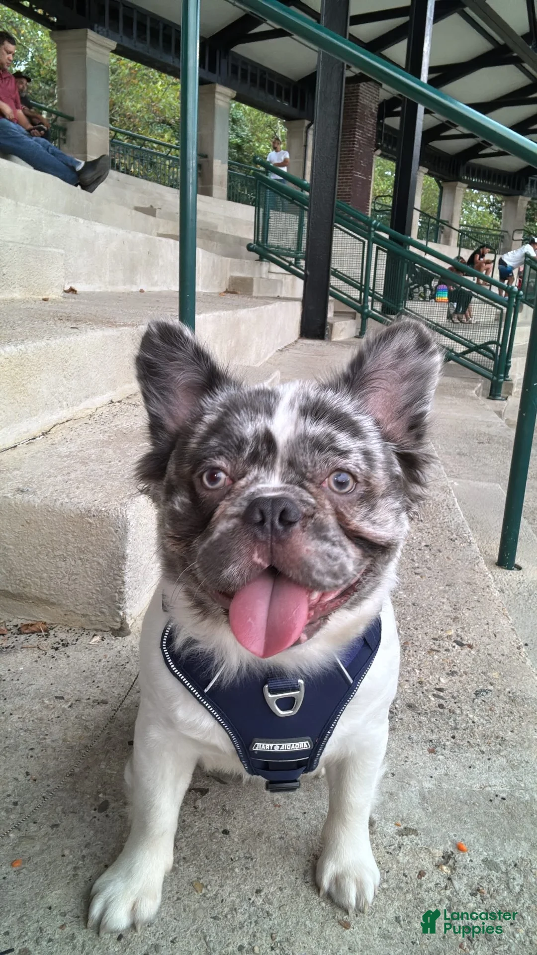 French Bulldog dogs for stud: Leo Andujar - Ad 6