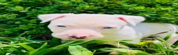 American Pit Bull Terrier dogs for sale: American Pit Bull Terrier 3 - Ad 1