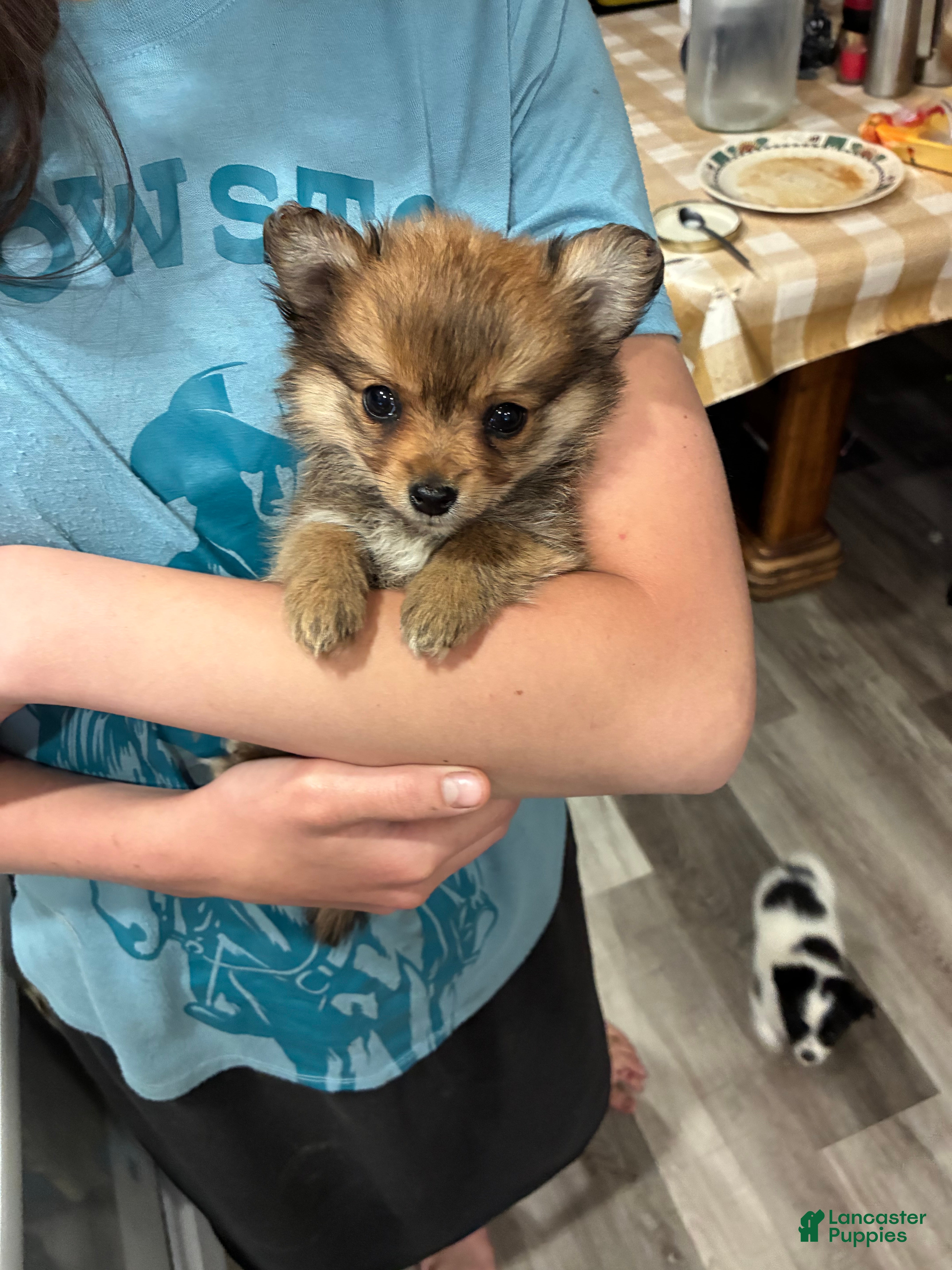 Mixed Breed dogs Bear - Ad 6