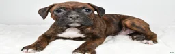 Boxer dogs for sale: Maggie - Ad 8