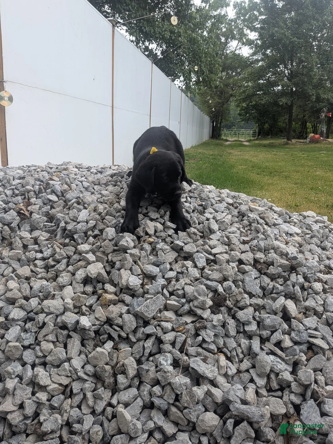 Labrador Retriever dogs for sale: Black Female (Yellow) - Ad 2