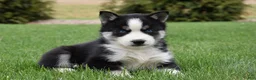 Siberian Husky dogs for sale: Shimmer - Ad 1