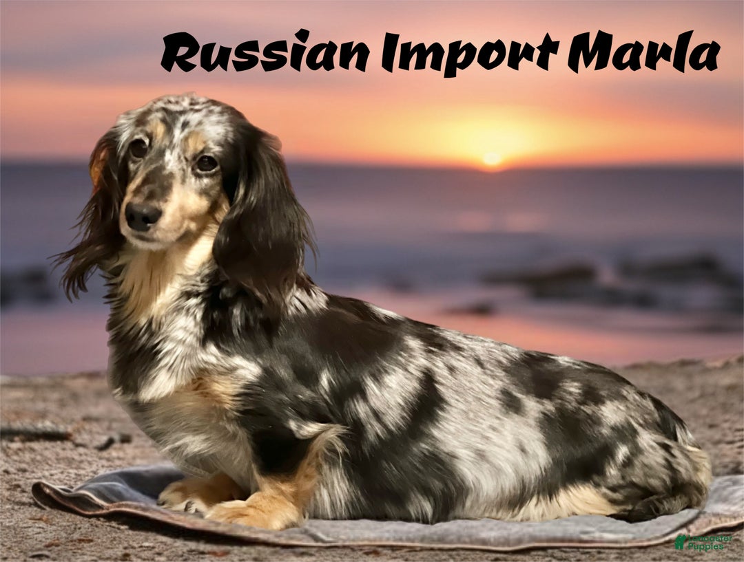 Miniature Dachshund dogs for sale: Cream dapple - Ad 9