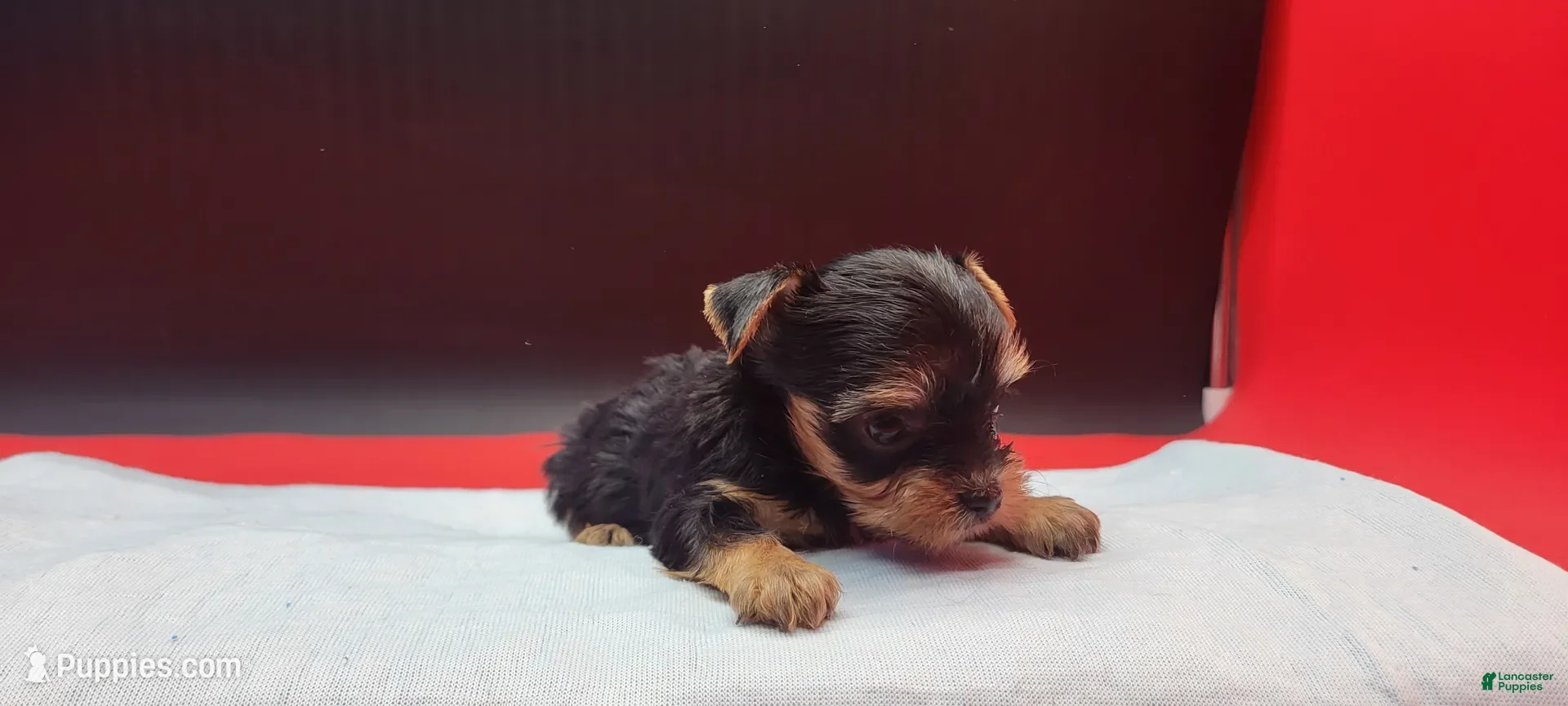 Yorkshire Terrier dogs Yorkshire Terrier 1 - Ad 2