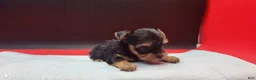 Yorkshire Terrier dogs for sale: Yorkshire Terrier 1 - Ad 2