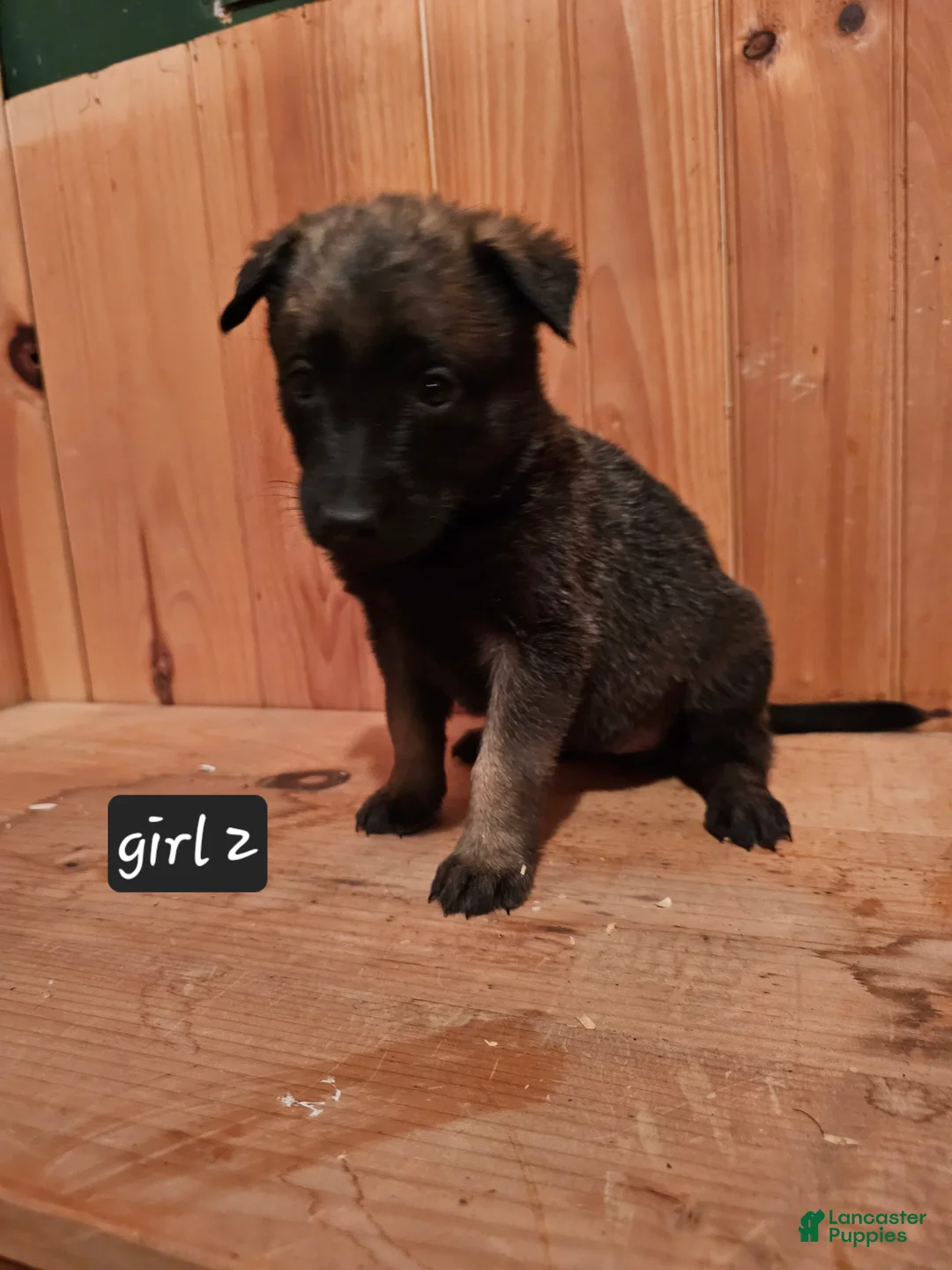 Belgian Malinois dogs for sale: Belgian Malinois Puppy 8 g2 - Ad 5