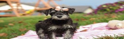 Miniature Schnauzer dogs for sale: Brianna - Ad 3