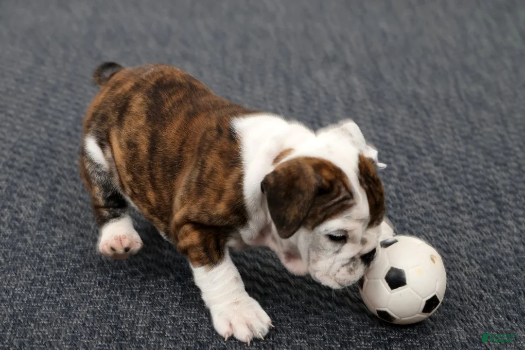English Bulldog dogs for sale: Rambo - Ad 2