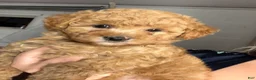 Yorkiepoo dogs for sale: Yorkiepoo 5 - Ad 4