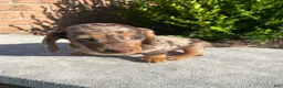 Miniature Dachshund dogs for sale: Otis - Ad 6