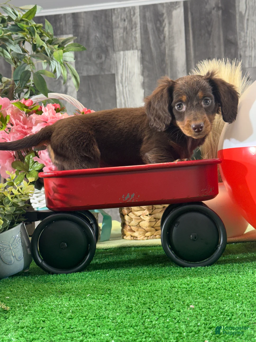 Miniature Dachshund dogs for sale: Diamond 💎  - Ad 5