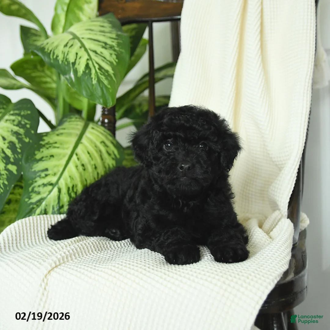 Miniature Poodle dogs for sale: Shadow - Ad 4