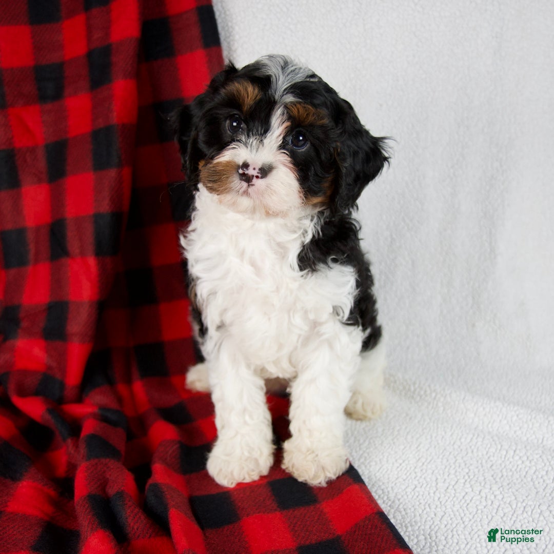 Cavapoo dogs for sale: Evie - Ad 6