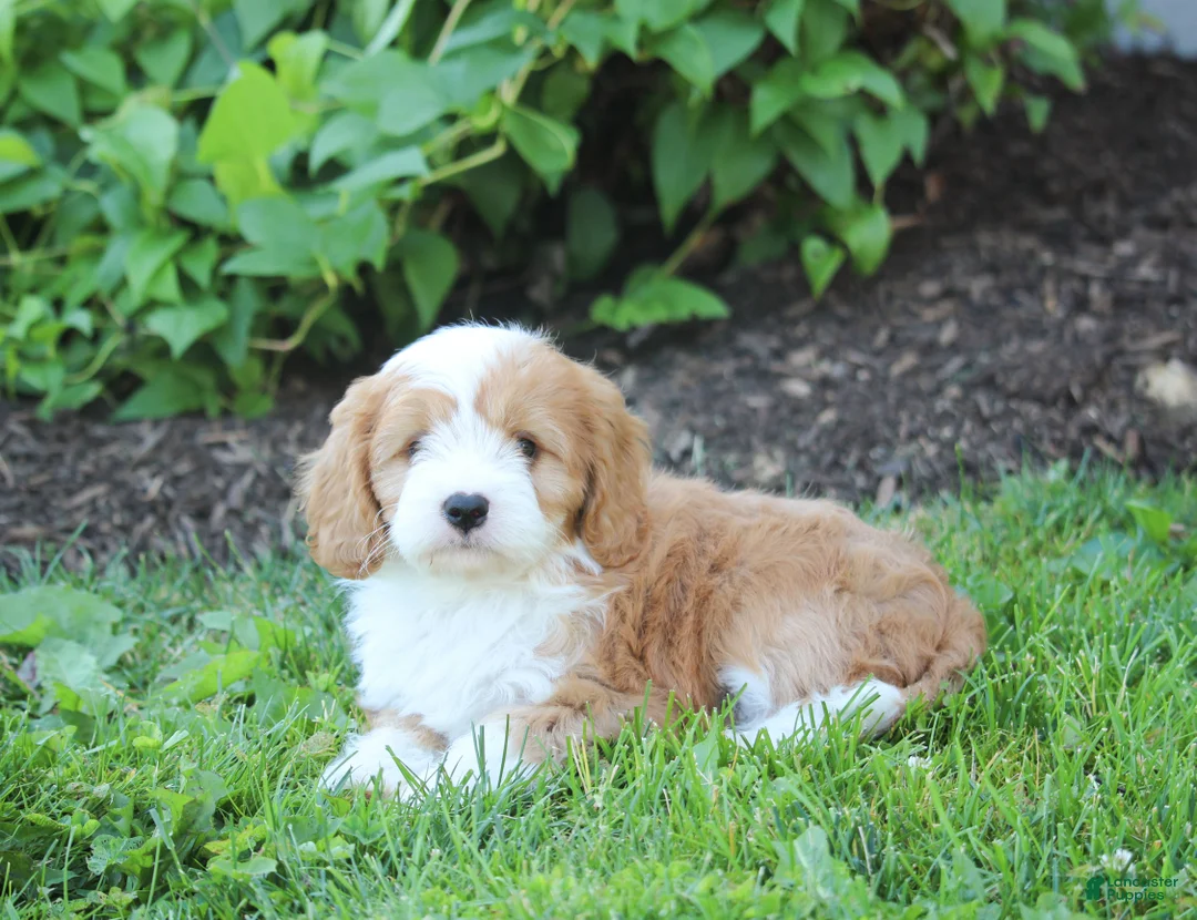 Cavapoo dogs for sale: Bonnie - Ad 2