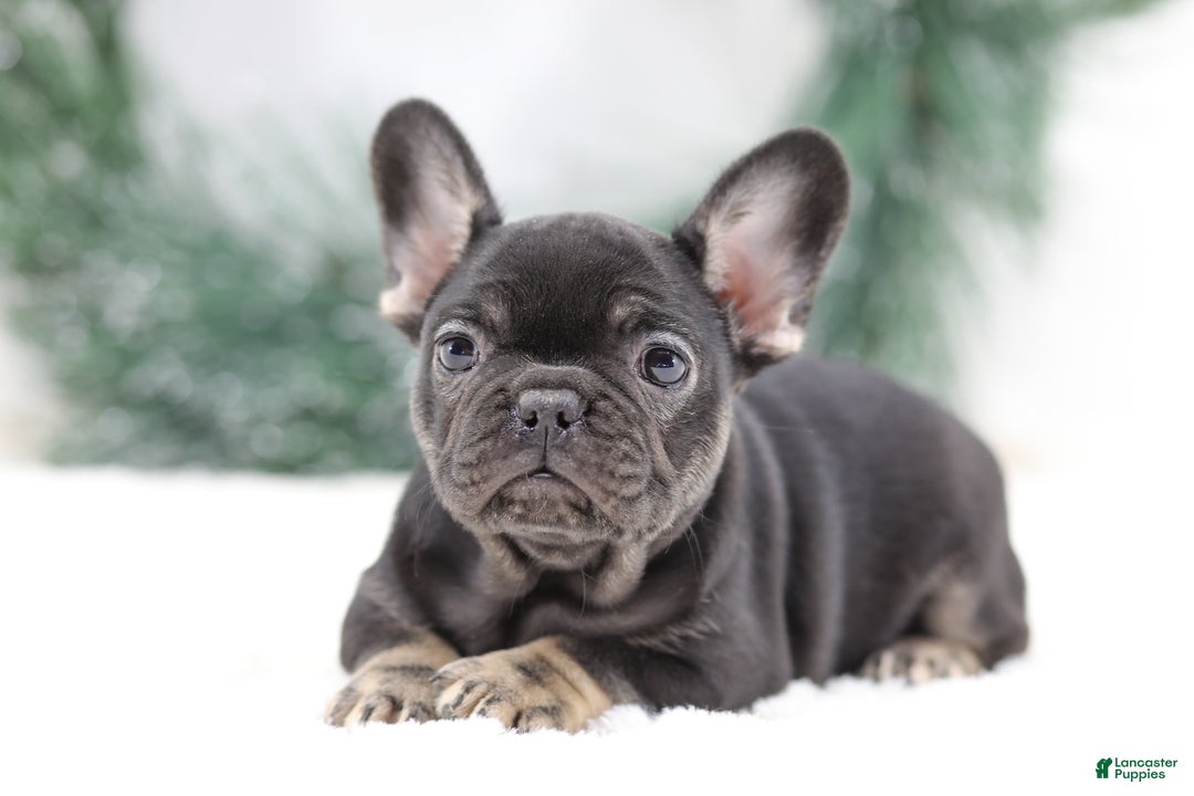 French Bulldog dogs for sale: Dora - Ad 1