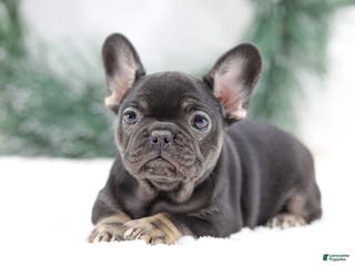French Bulldog dogs Dora - Ad 11