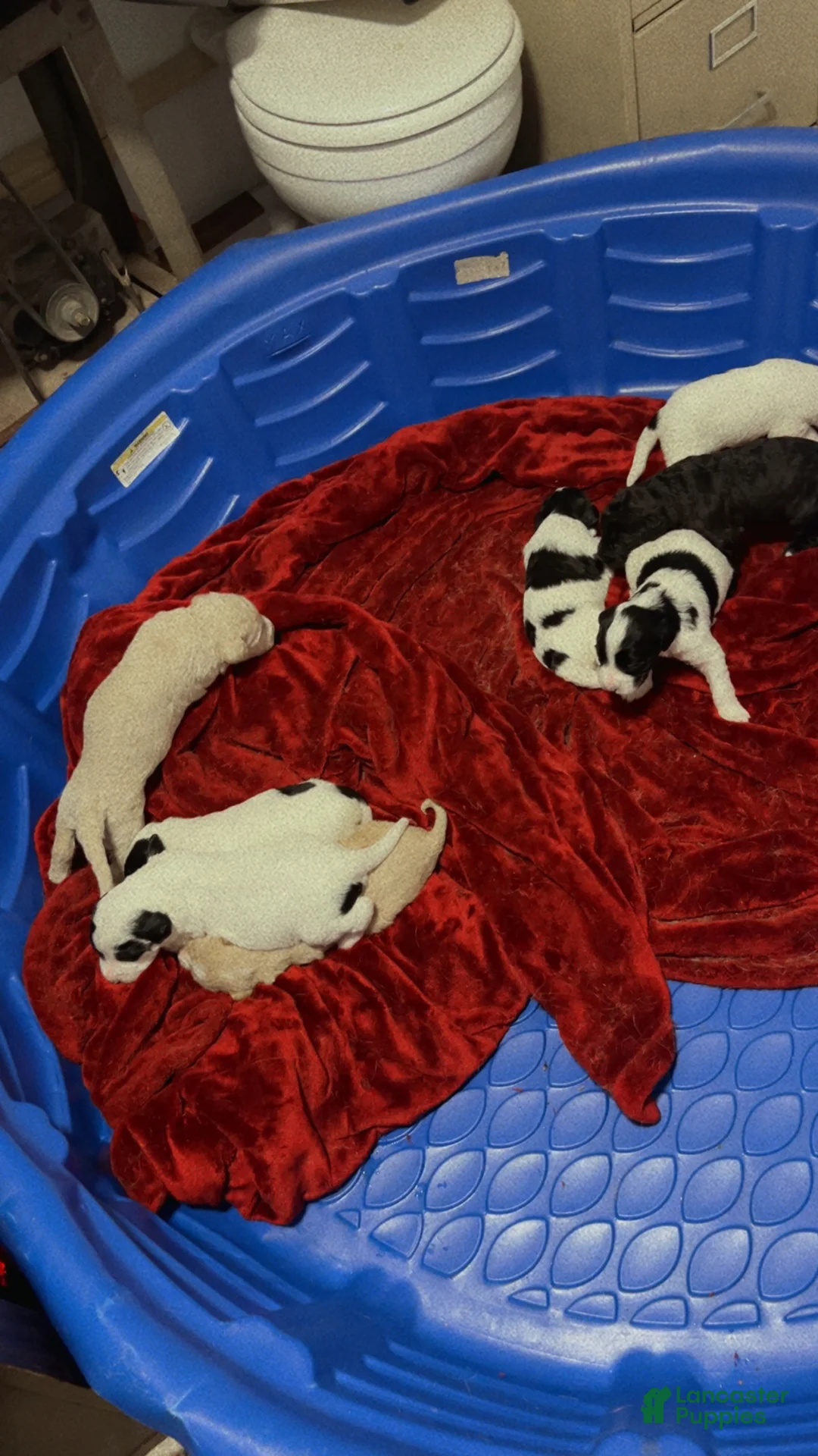 Mixed Breed dogs for sale: Marley - Ad 2