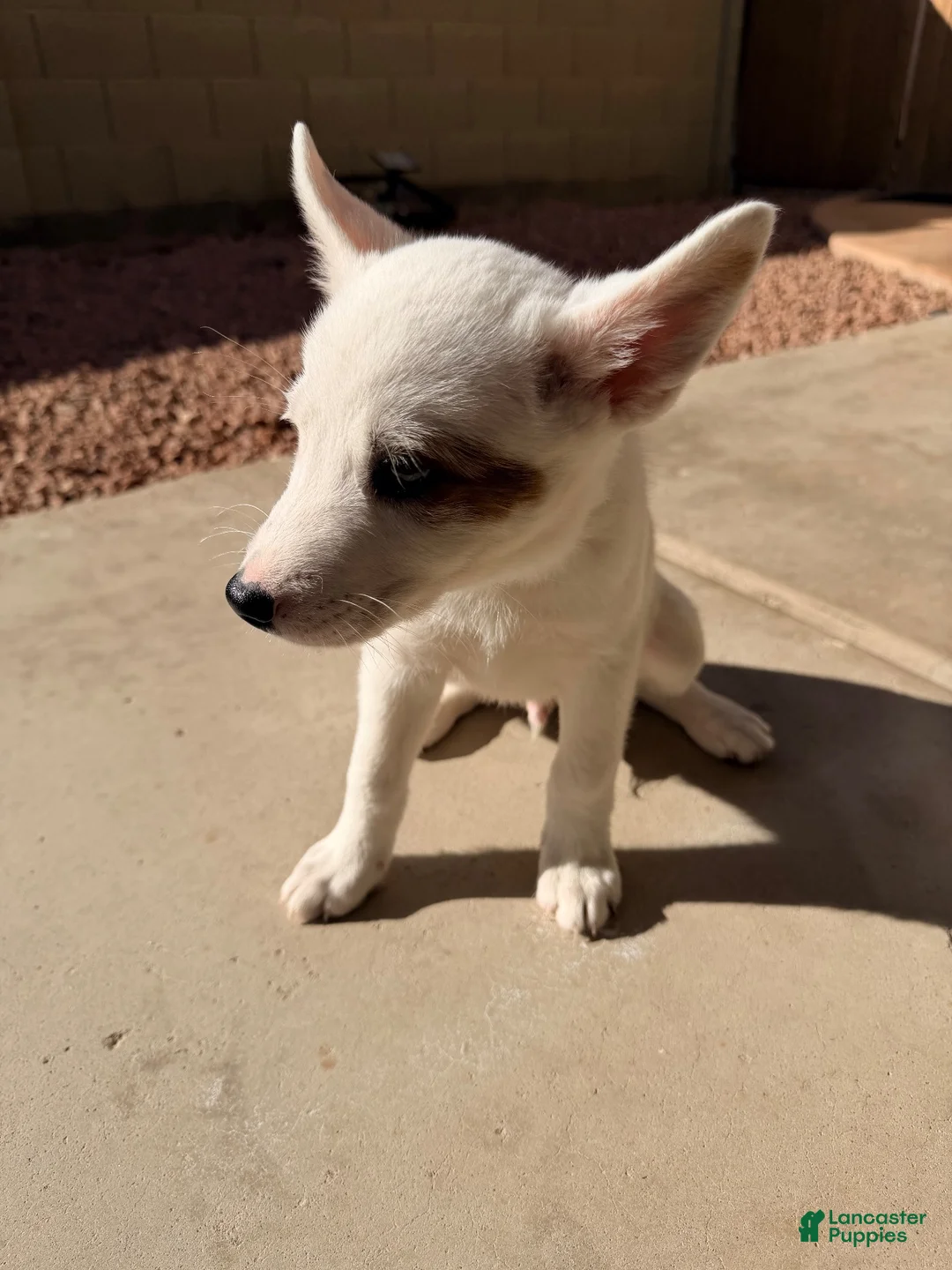 Australian Cattle Dog dogs for sale: Australian Cattle Dog 2 - Ad 2