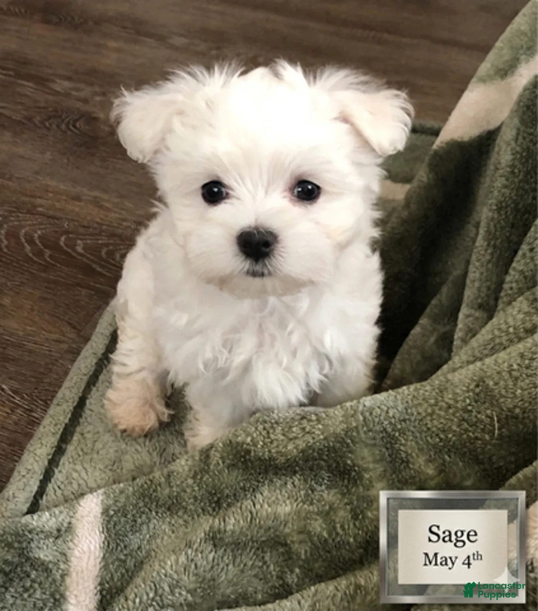Malshi dogs for sale: Sage - Ad 3