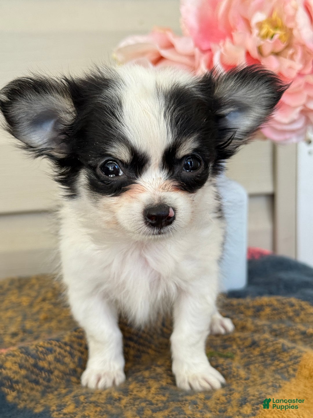 Chihuahua dogs for sale: Quest - Ad 12