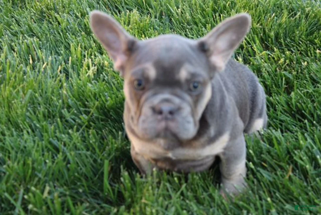 French Bulldog dogs for sale: Sarah - Ad 2