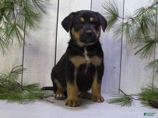 German Shepherd dogs Jax - Ad 15