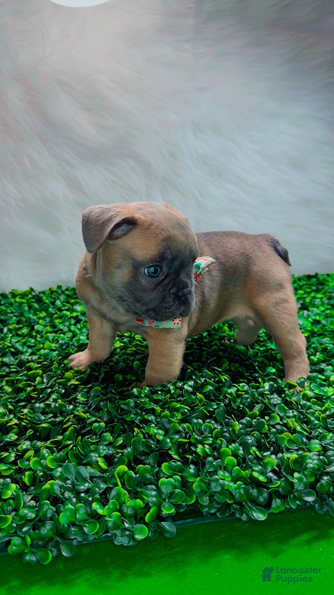 French Bulldog dogs for sale: MONNET - Ad 4