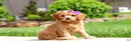 Cavapoo dogs for sale: Poppy - Ad 4