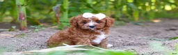 Cavapoo dogs for sale: Sky - Ad 9