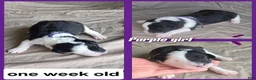 Sheepadoodle dogs for sale: Jasmine-purple collar  - Ad 5