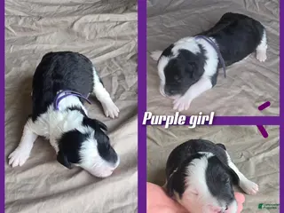 Sheepadoodle dogs Jasmine-purple collar - Ad 23