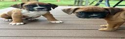 Boxer dogs for sale: Chico - Ad 9