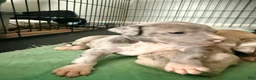 Mixed Breed dogs for sale: radio - Ad 3