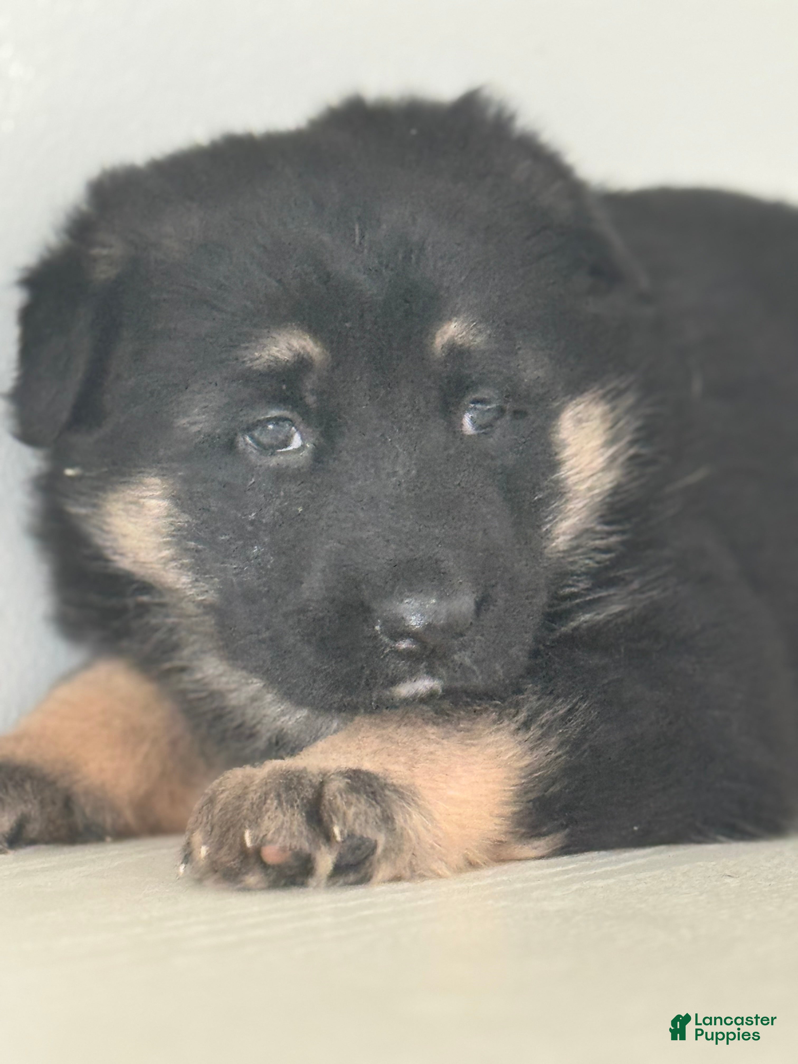 German Shepherd dogs Zara - Ad 1