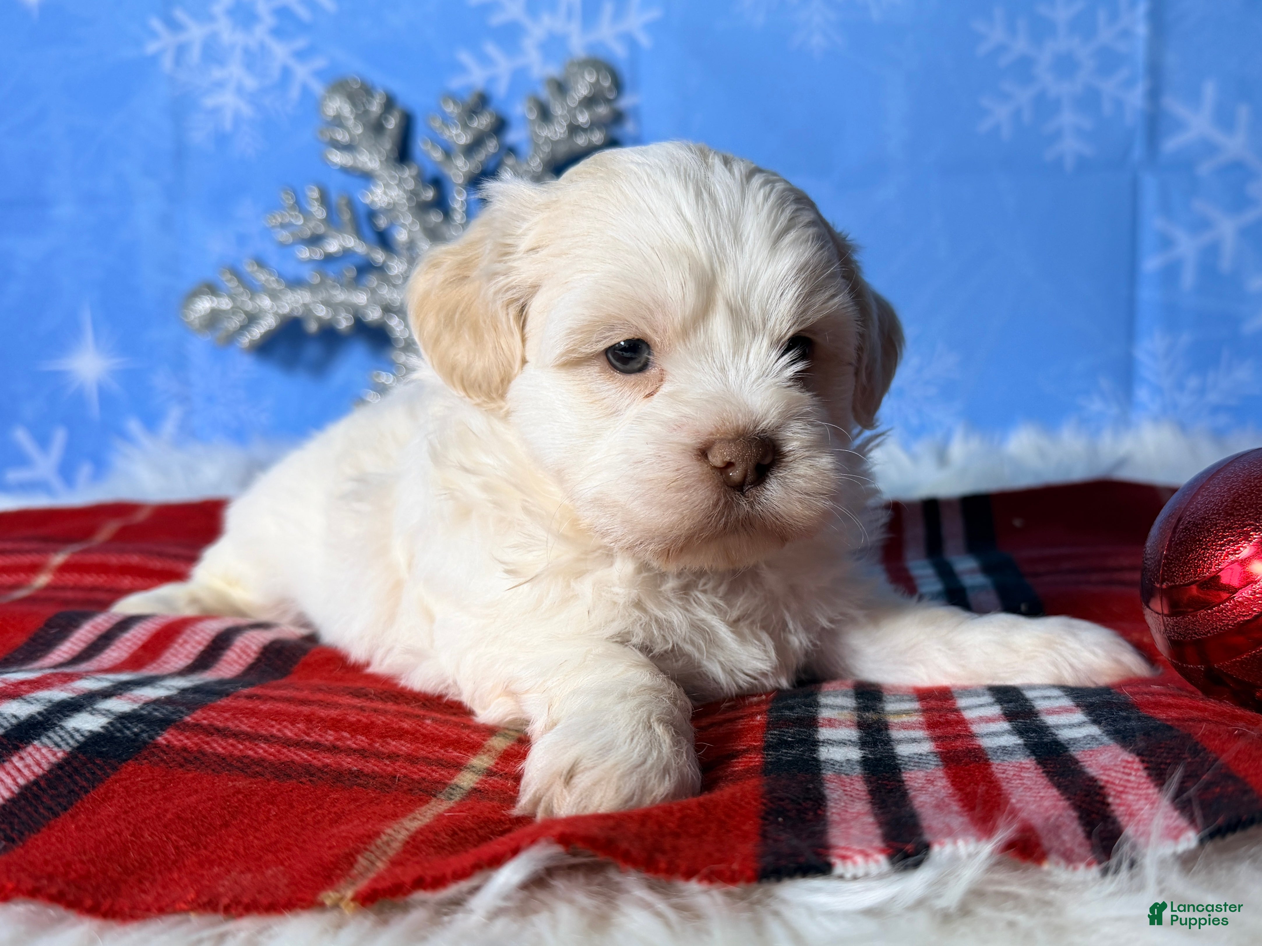 Teddy Bear dogs Hope - Ad 1