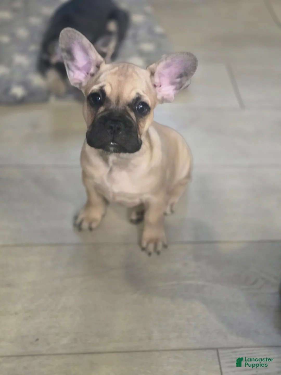 French Bulldog dogs for sale: Anna - Ad 2