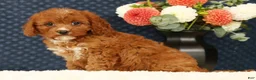 Cavapoo dogs for sale: Fern - Ad 2