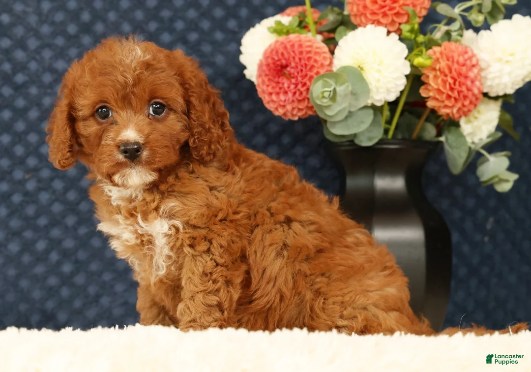 Cavapoo dogs for sale: Fern - Ad 2