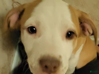 Mixed Breed dogs Dottie - Ad 41