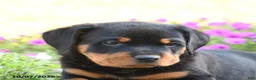Doberman Pinscher dogs for sale: Blake - Ad 5