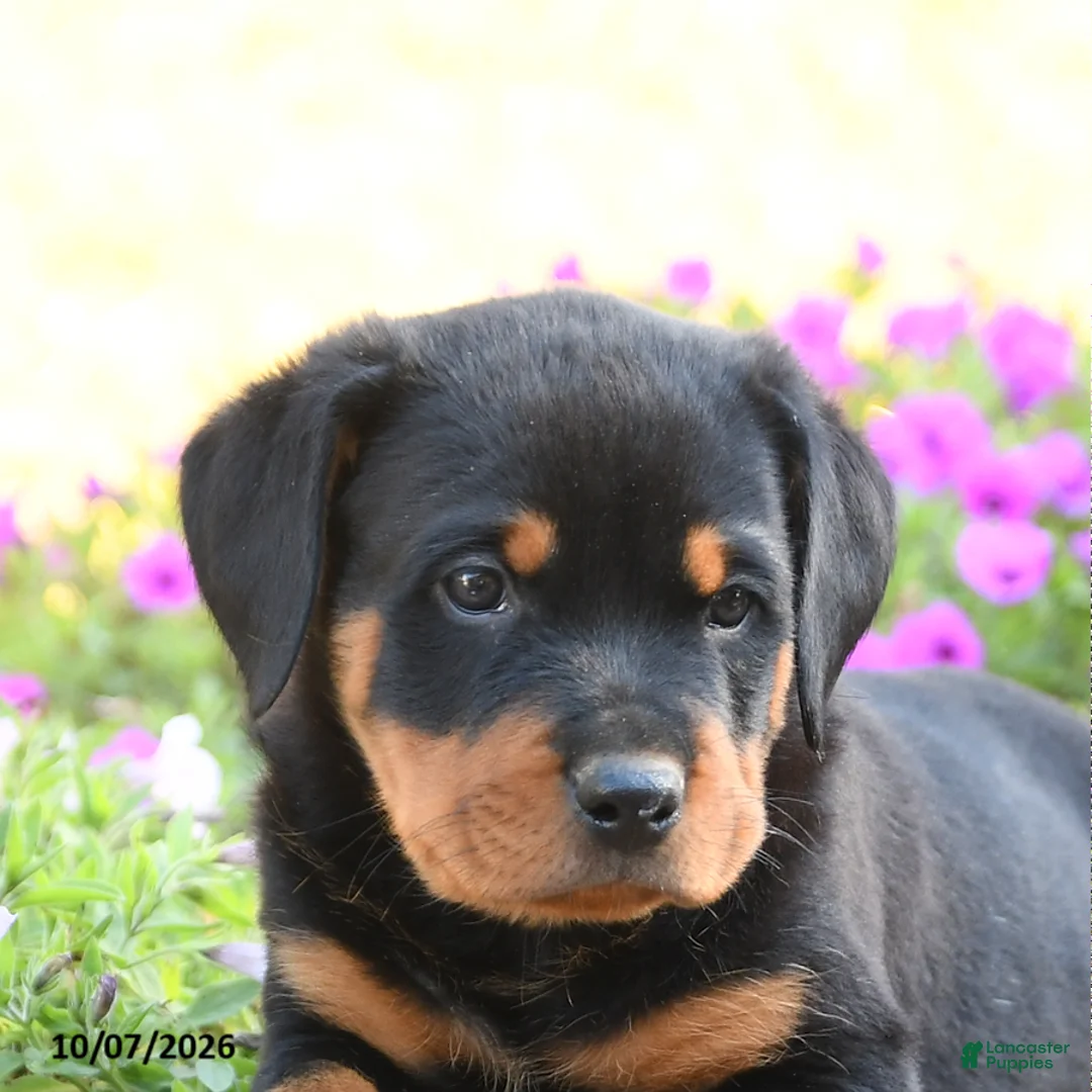 Doberman Pinscher dogs for sale: Blake - Ad 5