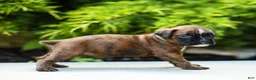 Boxer dogs for sale: Lori Boxer Puppy  - Ad 14