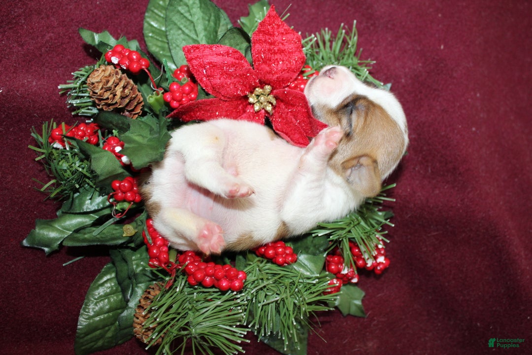 Jack Russell Terrier dogs for sale: Snickers - Ad 2